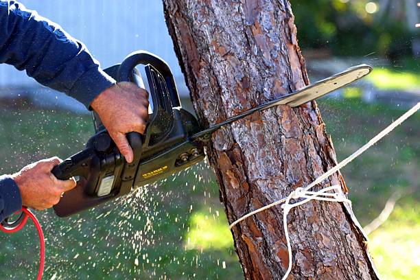 Reliable Laingsburg, MI Tree Care Solutions