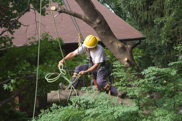 Best Commercial Tree Services  in Laingsburg, MI